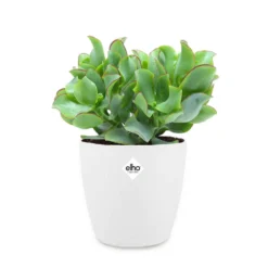 Dickblatt in Blumentopf - Originelle Sukkulente, pflegeleicht