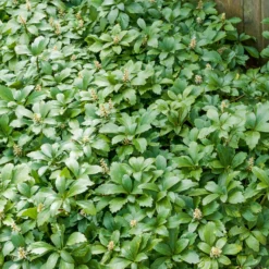Dickmännchen ‘Green Carpet’ - Grün, wo nichts wächst