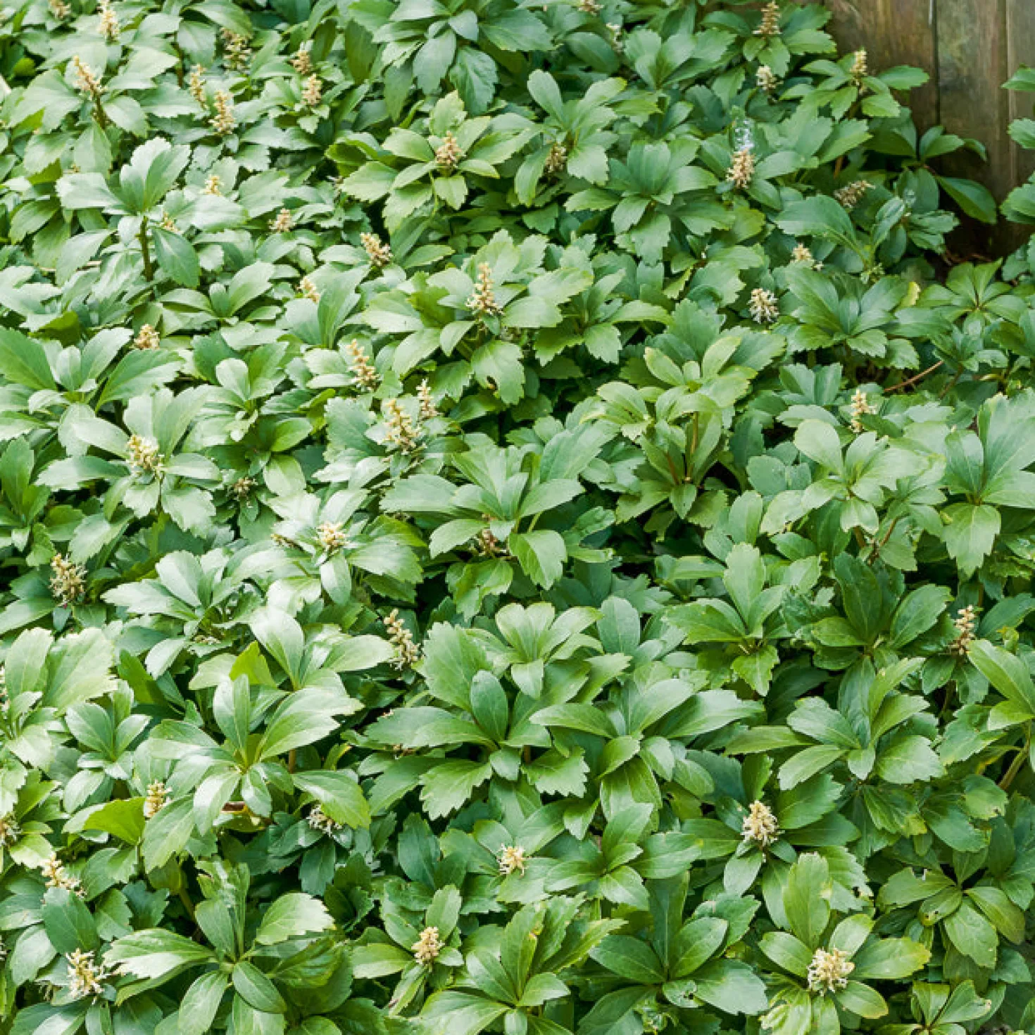 Dickmännchen ‘Green Carpet’ - Grün, wo nichts wächst