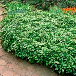 Dickmännchen ‘Green Carpet’ - Grün, wo nichts wächst