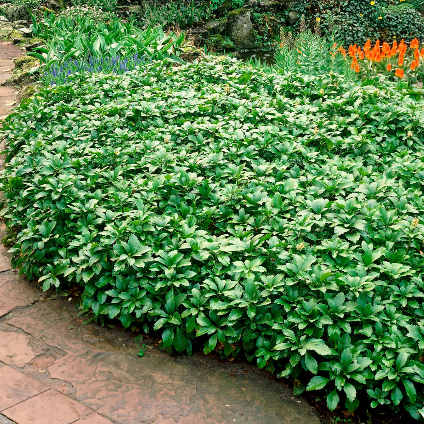Dickmännchen ‘Green Carpet’ - Grün, wo nichts wächst