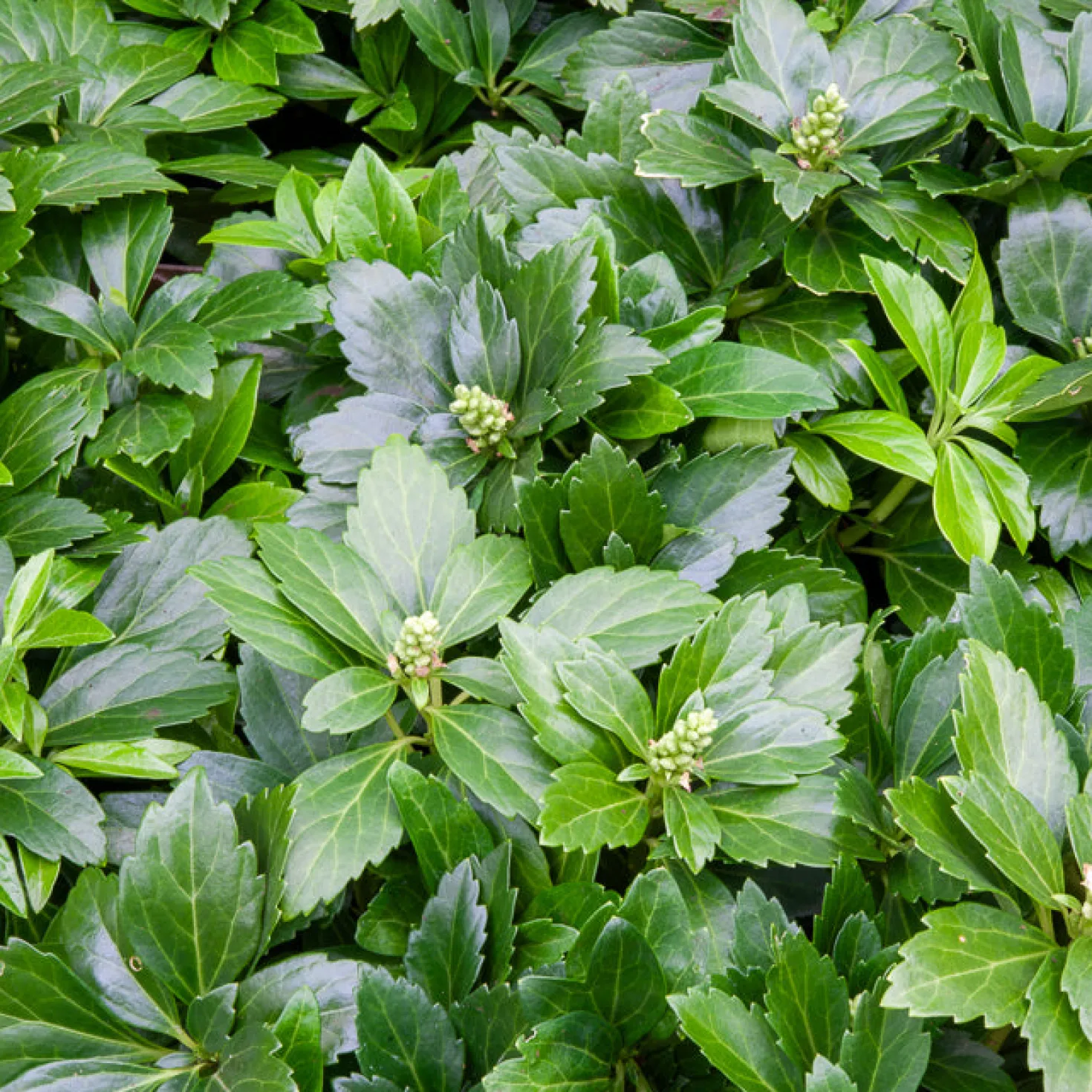 Dickmännchen ‘Green Carpet’ - Grün, wo nichts wächst