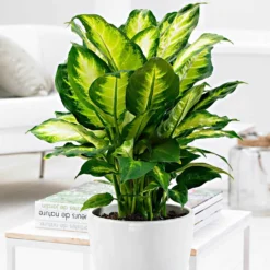 Dieffenbachia 'Camilla' - Helles Blattwerk sofort