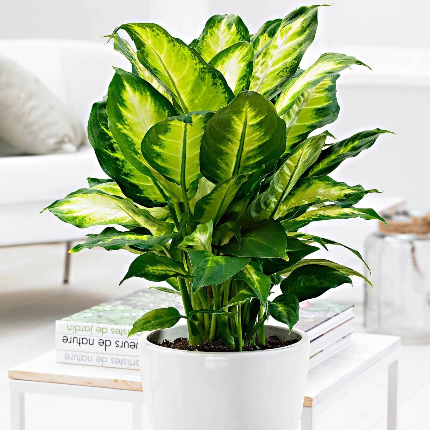 Dieffenbachia 'Camilla' - Helles Blattwerk sofort