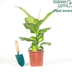 Dieffenbachia Reflector - Blätter wie gemalt