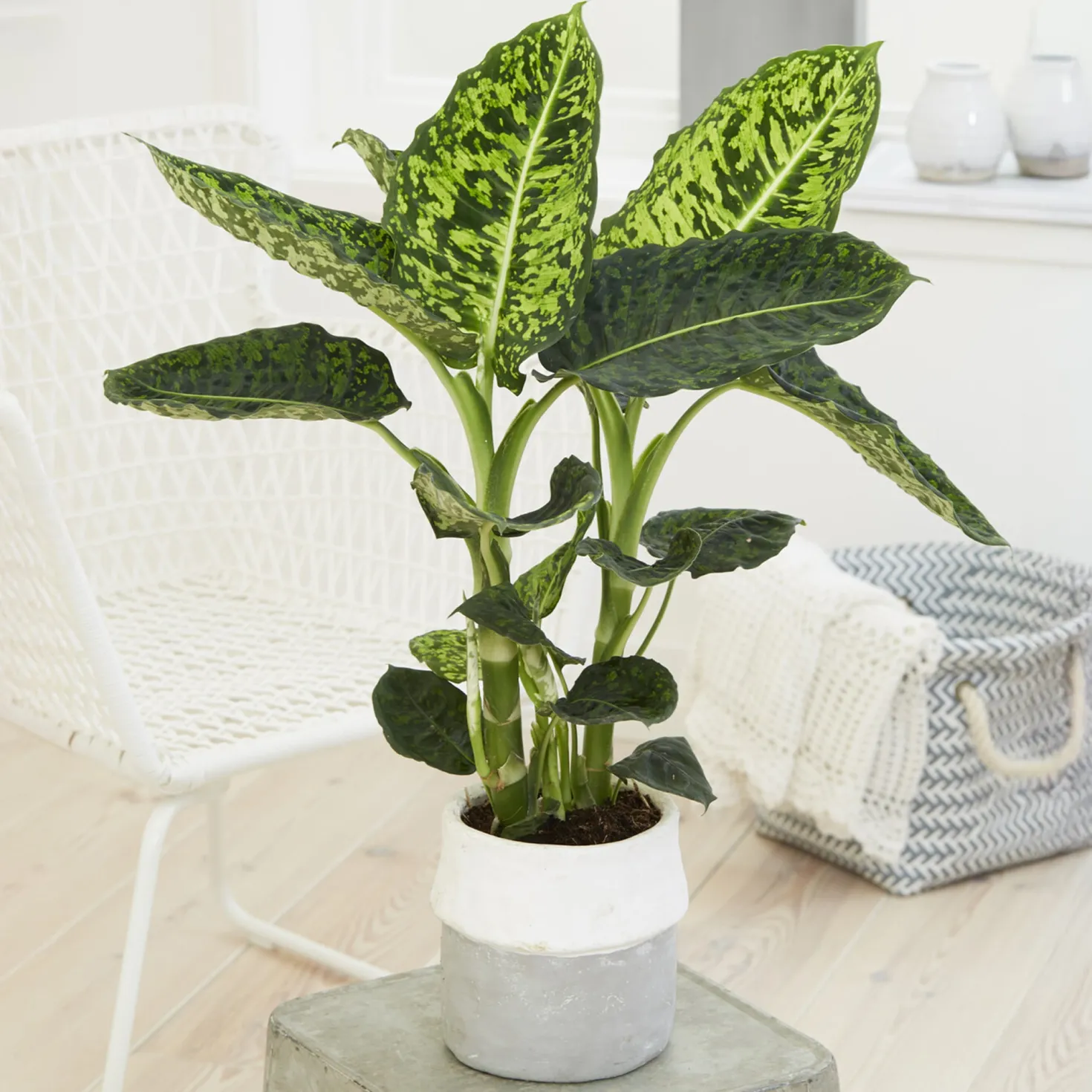 Dieffenbachia Reflector - Blätter wie gemalt