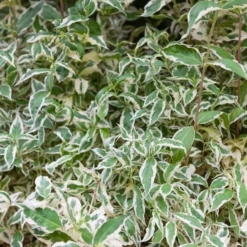 Diervilla ‘Variegata’ - Buntes Laub, robust und pflegeleicht