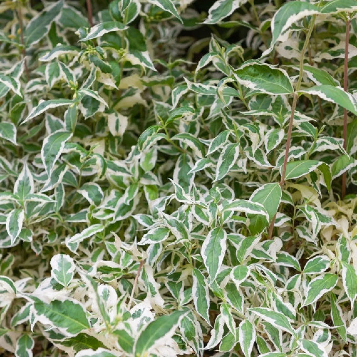 Diervilla ‘Variegata’ - Buntes Laub, robust und pflegeleicht