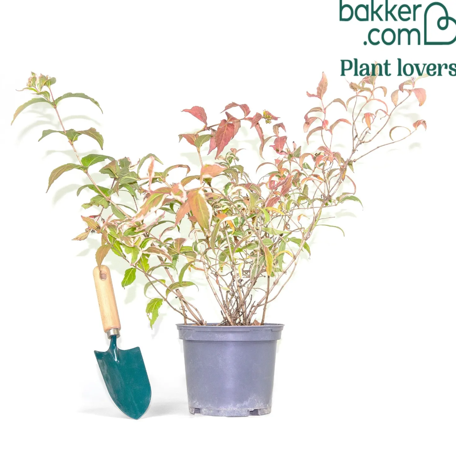 Diervilla ‘Variegata’ - Buntes Laub, robust und pflegeleicht