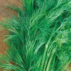 Dill ‘Bouquet’ Bio - Frischer Dill zum Ernten