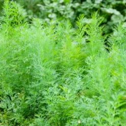 Dill Bouquet Compatto - Frischer Dill vom Balkon
