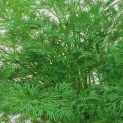 Dill Bouquet Compatto - Frischer Dill vom Balkon