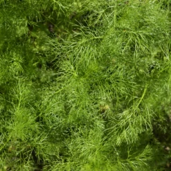 Dill Bouquet Compatto - Frischer Dill vom Balkon