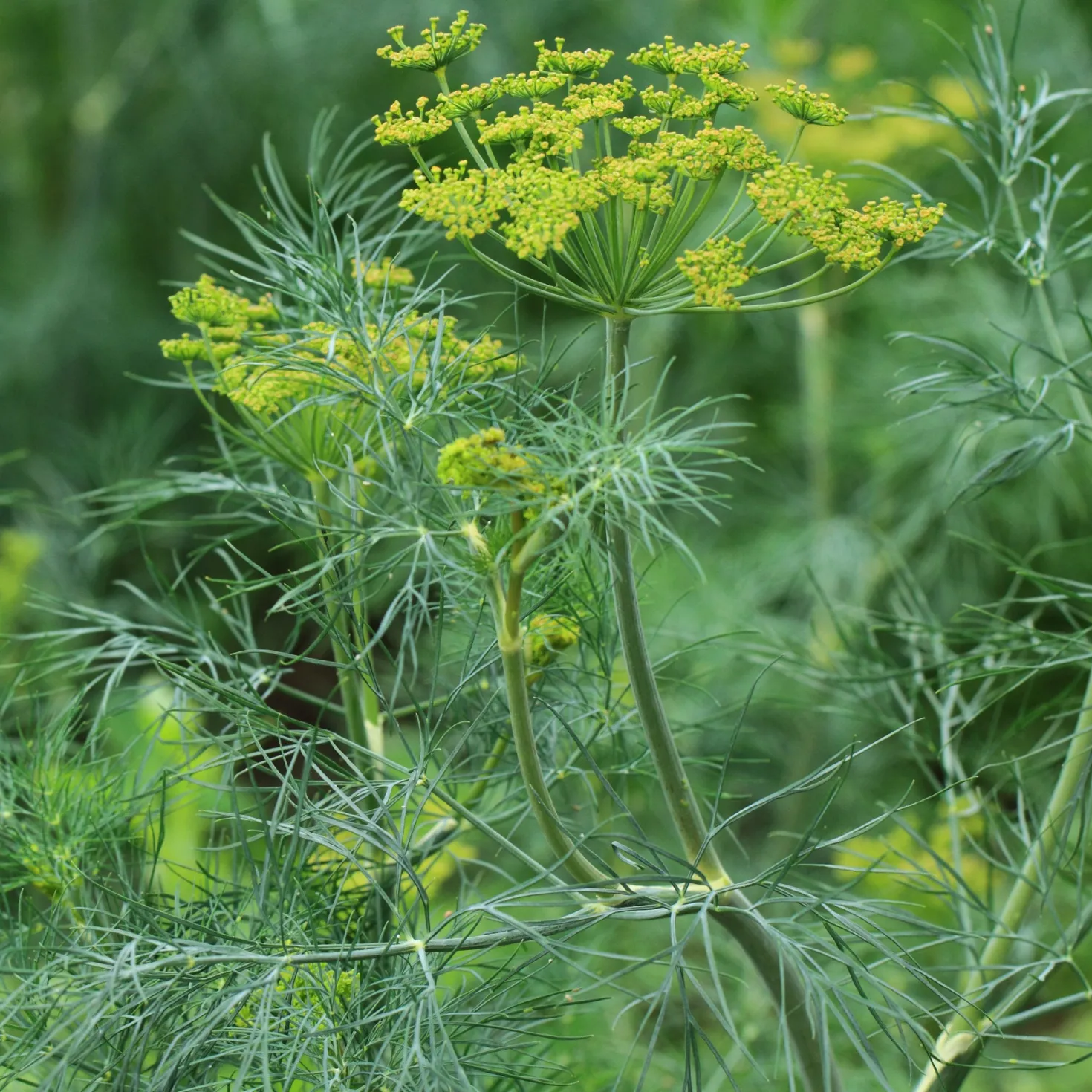 Dill Bouquet - Frischer Dill zum Ernten