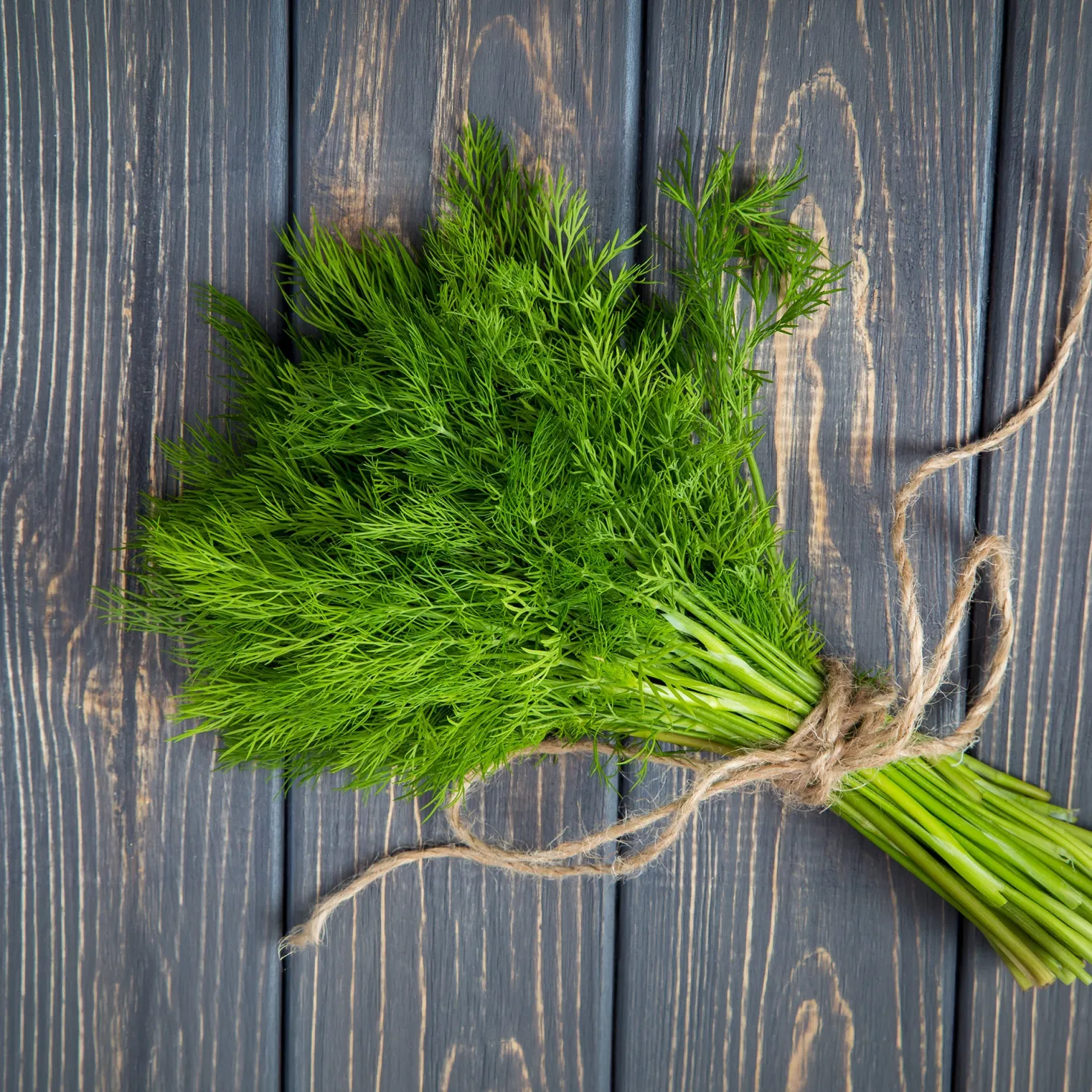 Dill Bouquet - Frischer Dill zum Ernten