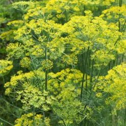 Dill Bouquet - Frischer Dill zum Ernten
