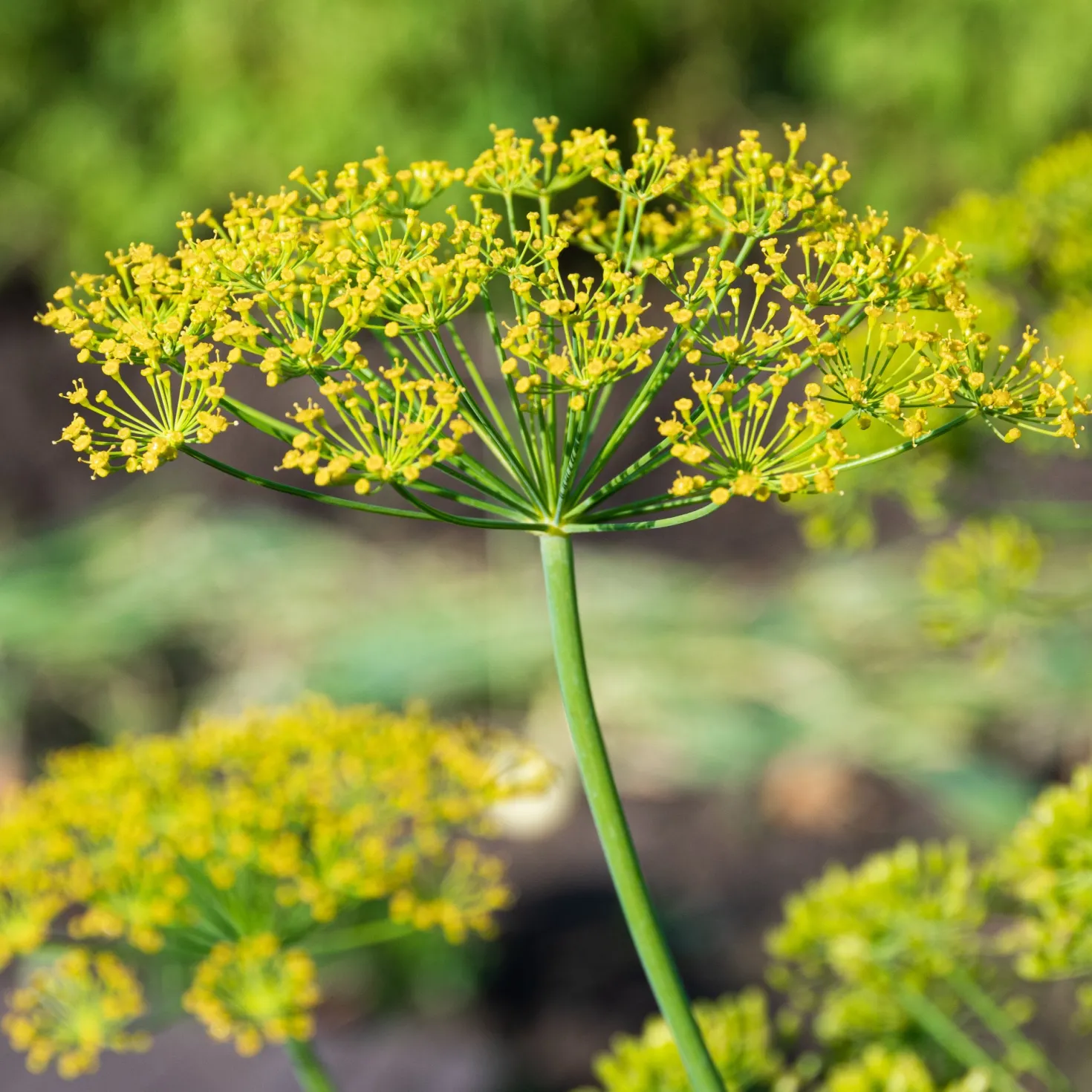Dill Bouquet - Frischer Dill zum Ernten