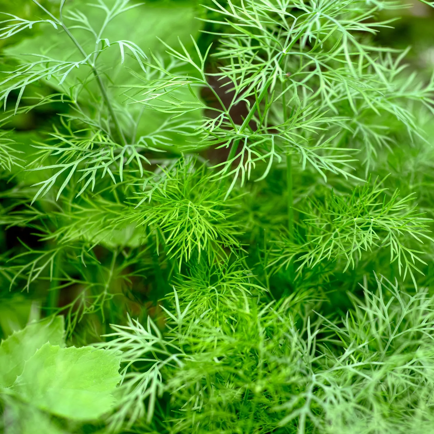 Dill Bouquet - Frischer Dill zum Ernten