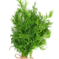 Dill Pflanze - Frisch geerntet, sofort gewürzt