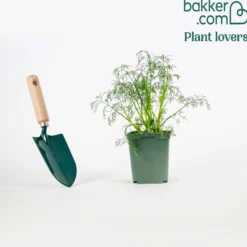 Dill Pflanze - Frisch geerntet, sofort gewürzt