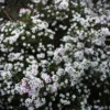 Diosma (Fischerpflanze) - Zarter Duft, ganzes Jahr grün