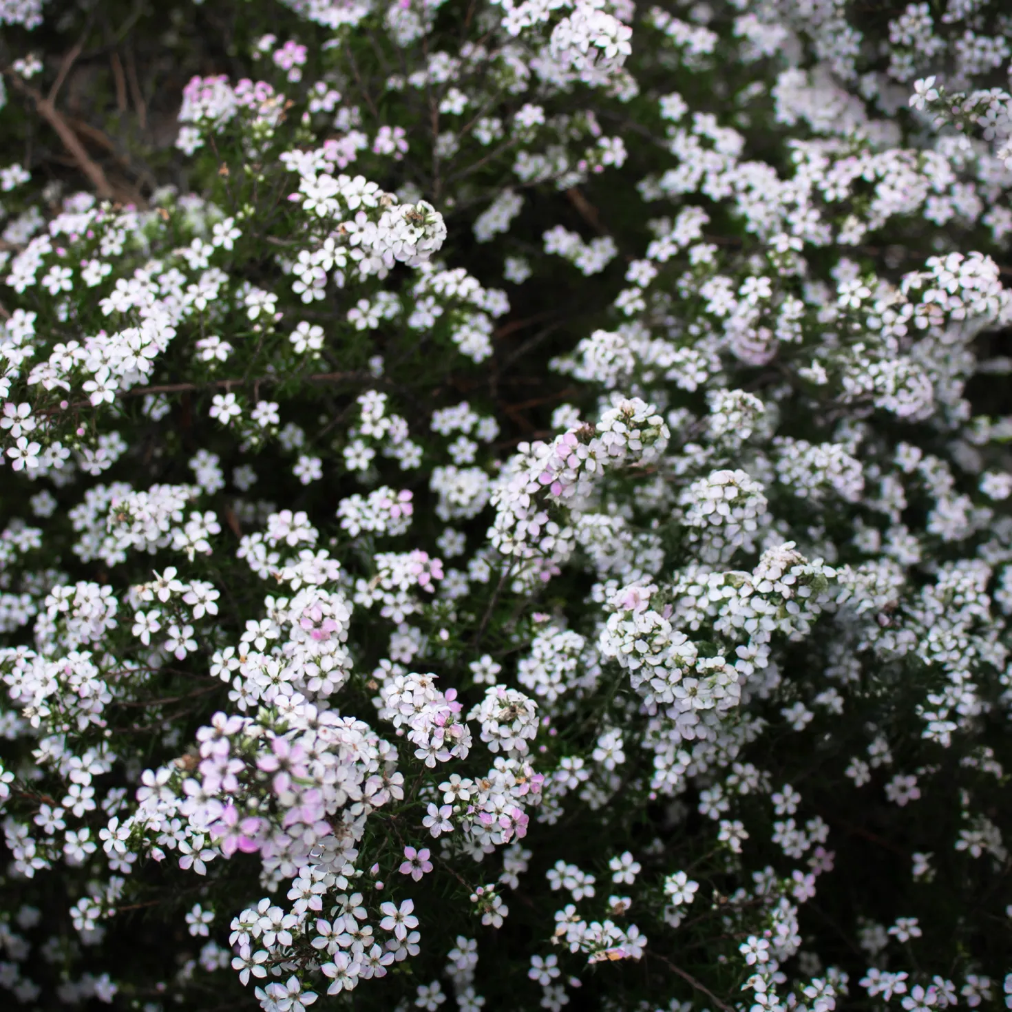 Diosma (Fischerpflanze) - Zarter Duft, ganzes Jahr grün