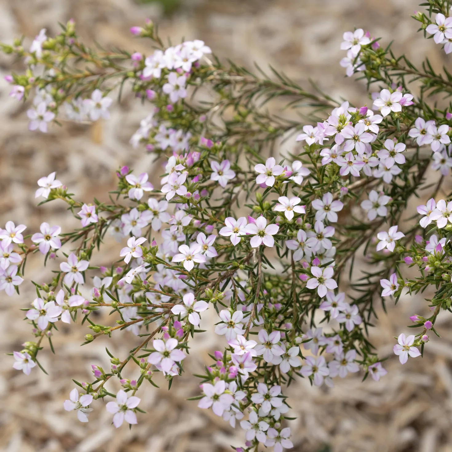 Diosma (Fischerpflanze) - Zarter Duft, ganzes Jahr grün