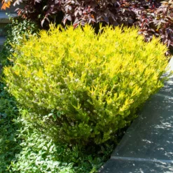 Diosma ‘Sunset Gold’ - Goldlaub das leuchtet