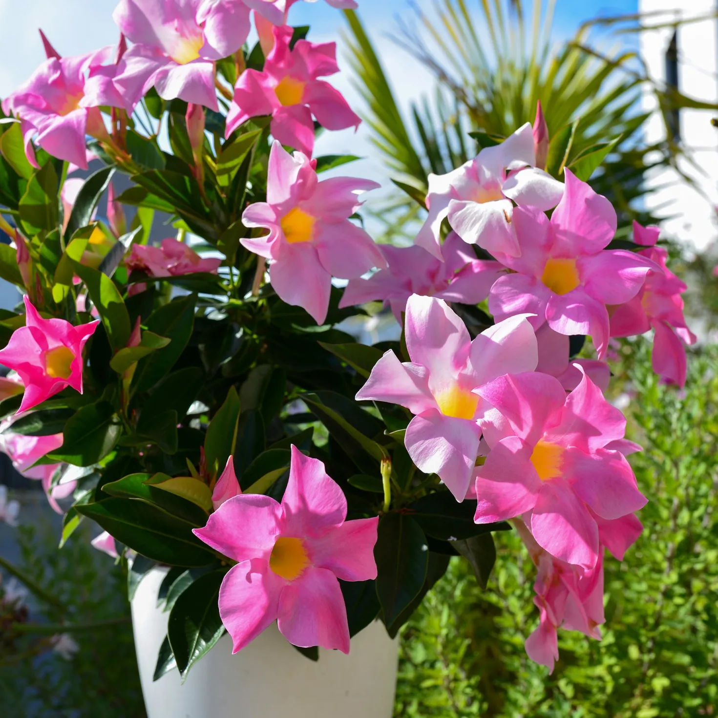 Dipladenia Mischung (x3) - Sommer voller Blüten