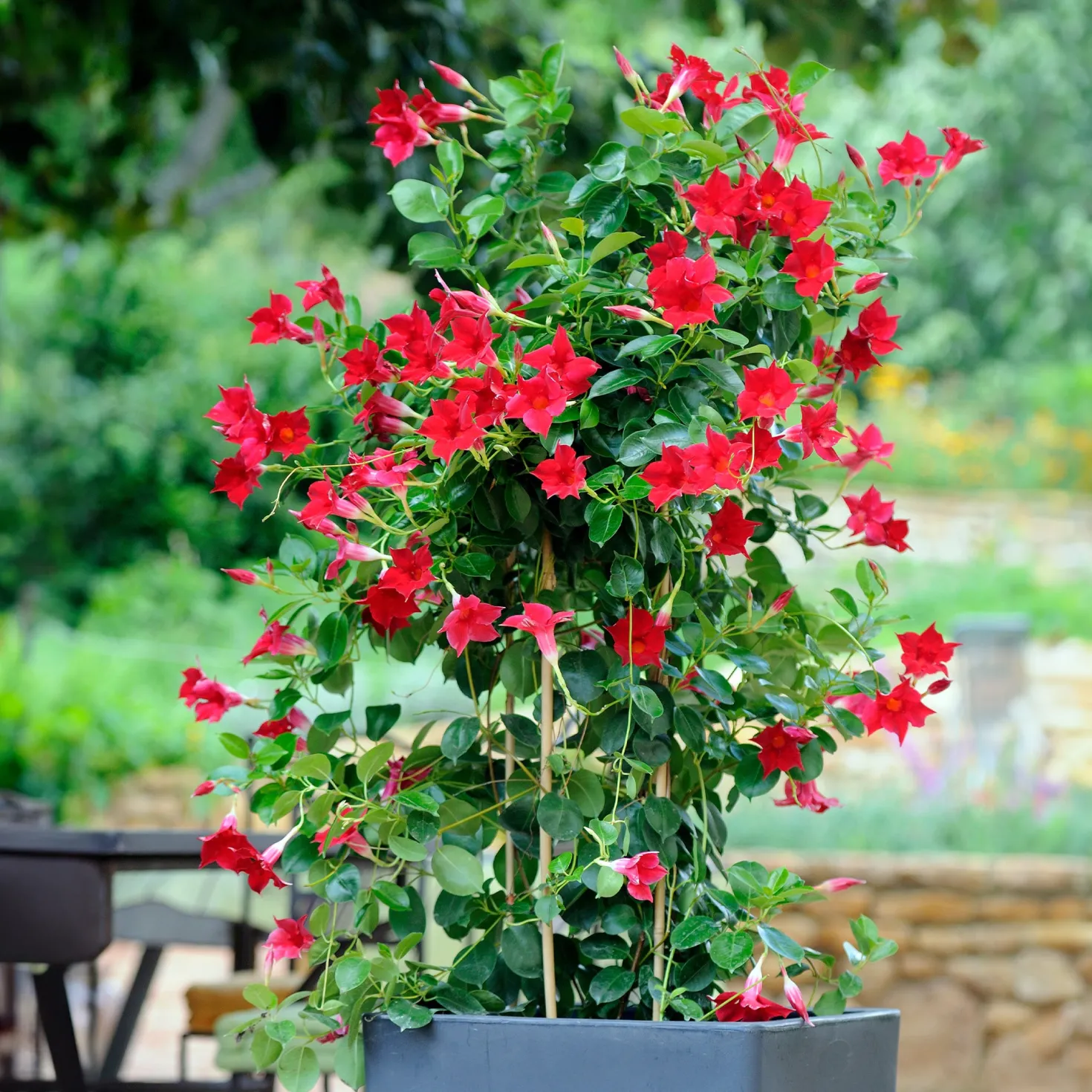 Dipladenia Mischung (x3) - Sommer voller Blüten
