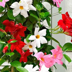 Dipladenia Mischung (x3) - Sommer voller Blüten