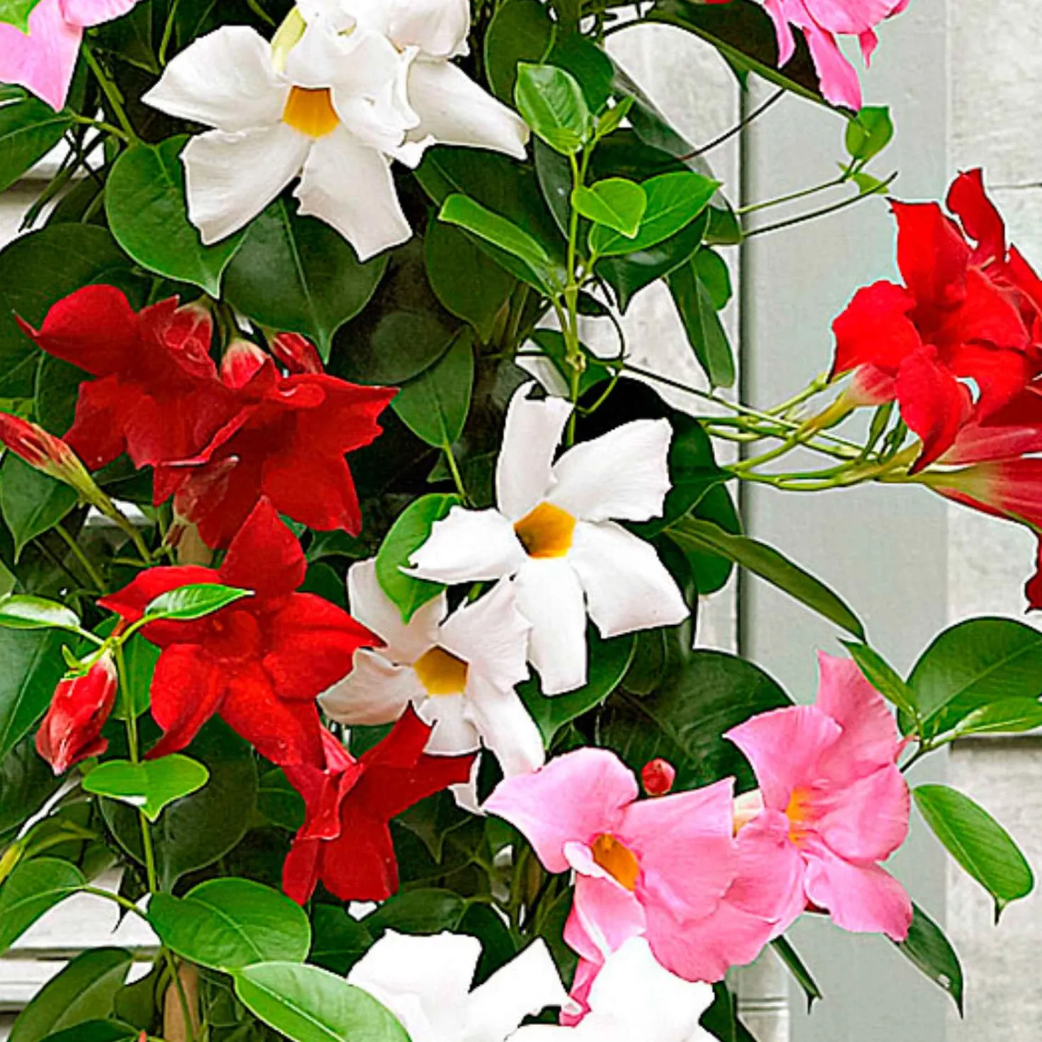 Dipladenia Mischung (x3) - Sommer voller Blüten
