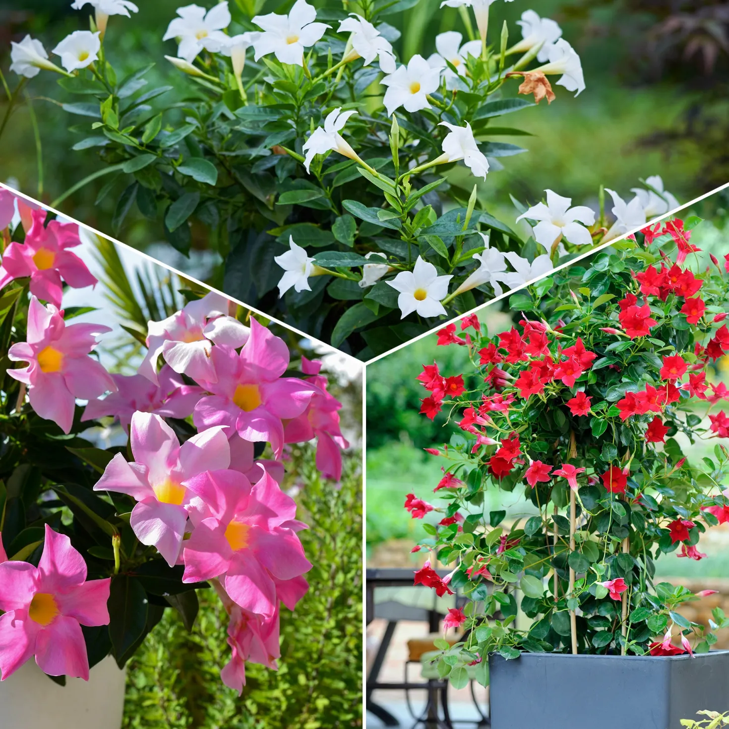 Dipladenia Mischung (x3) - Sommer voller Blüten