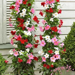 Dipladenia Mischung (x3) - Sommer voller Blüten