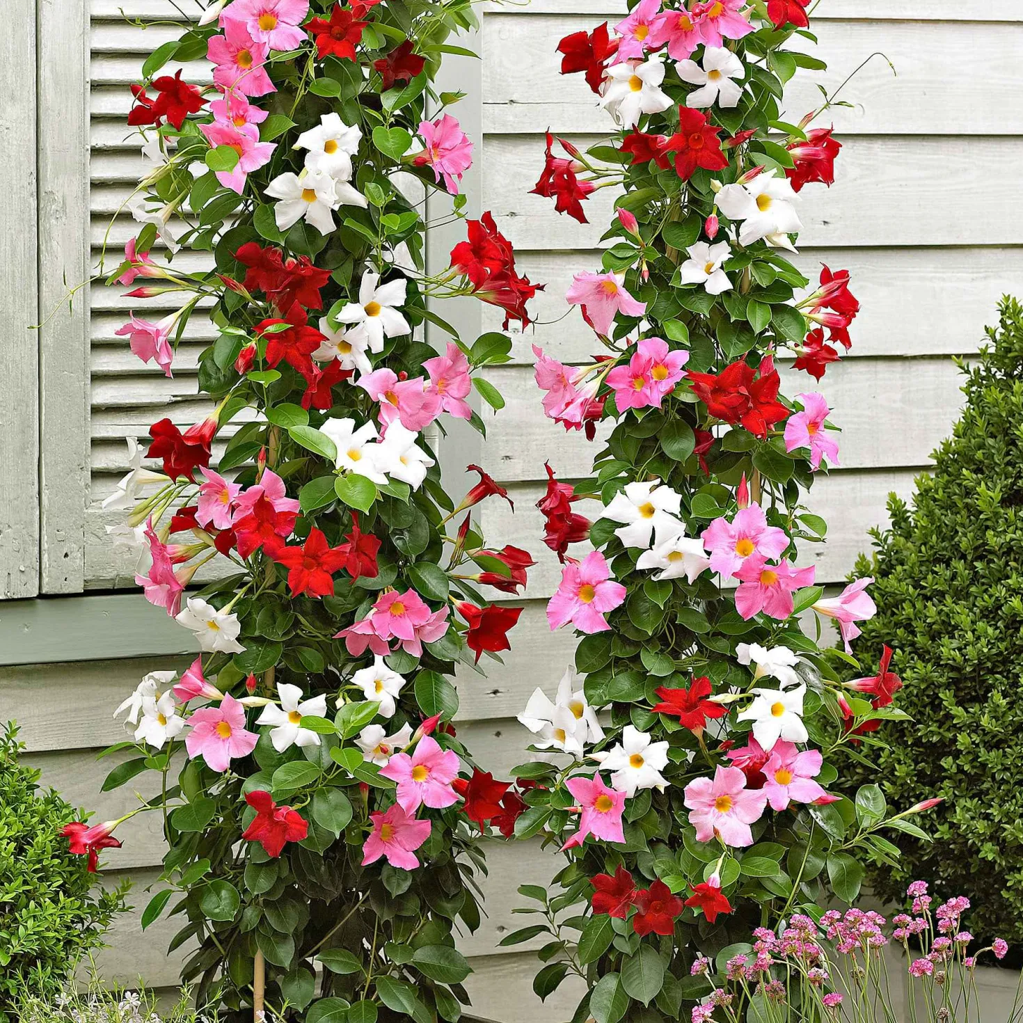 Dipladenia Mischung (x3) - Sommer voller Blüten