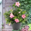 Dipladenia rosa - Blüten den ganzen Sommer
