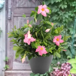 Dipladenia rosa - Blüten den ganzen Sommer