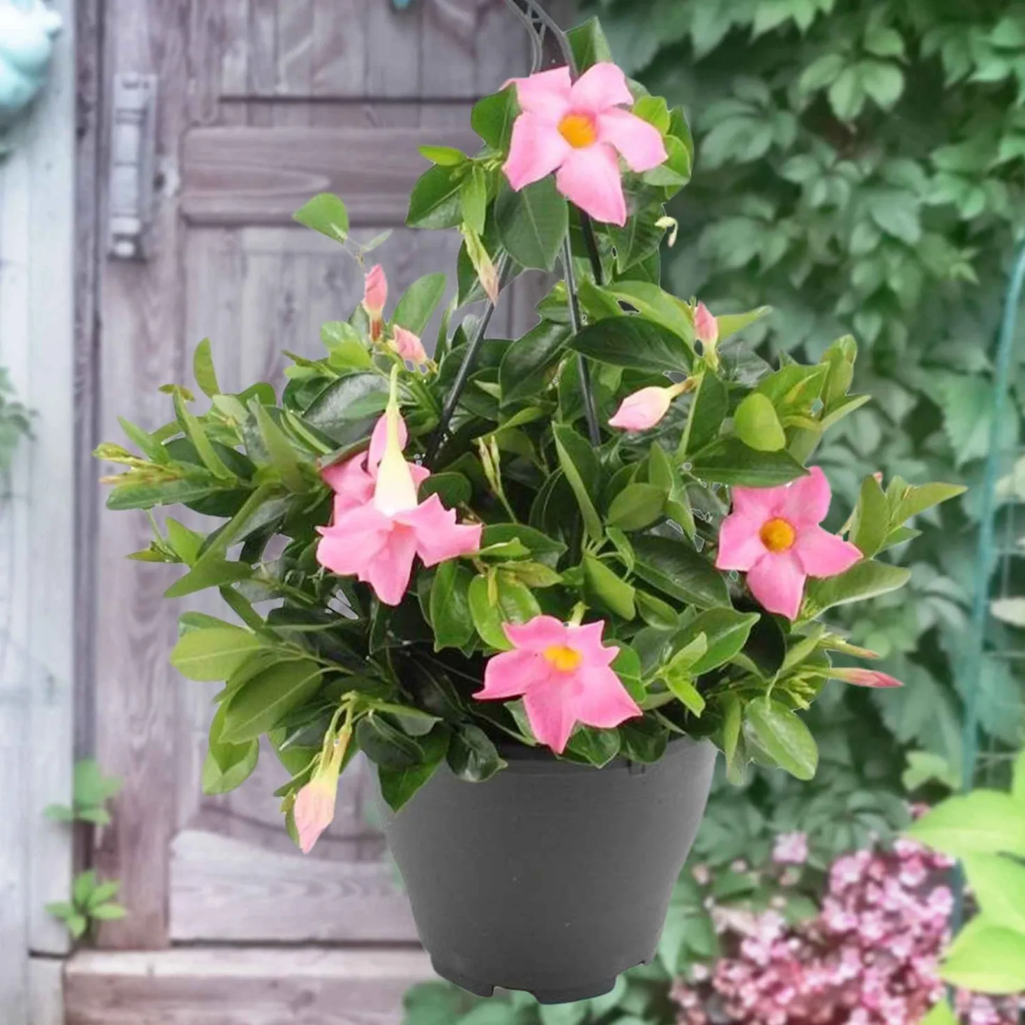 Dipladenia rosa - Blüten den ganzen Sommer