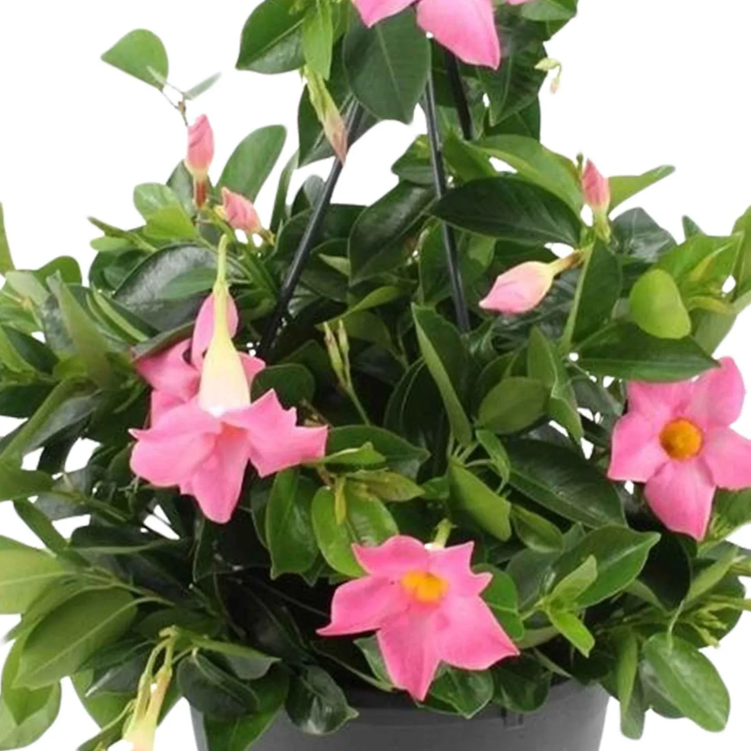 Dipladenia rosa - Blüten den ganzen Sommer