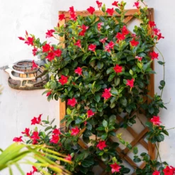 Dipladenia rot - Rote Blütenpracht ganz easy