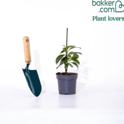 Dipladenia rot - Rote Blütenpracht ganz easy