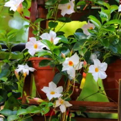 Dipladenie - Blüten bis in den Herbst