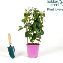 Dipladenie rosa - Sommer voller rosa Blüten