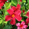 Dipladenie rot - Rote Blüten den ganzen Sommer