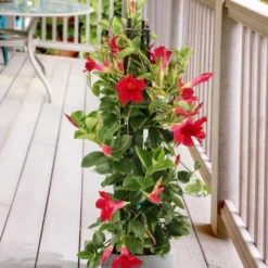 Dipladenie rot - Rote Blüten den ganzen Sommer