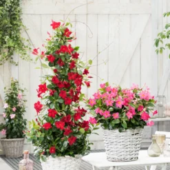 Dipladenie rot - Rote Blüten den ganzen Sommer
