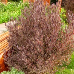 Dodonäa 'Purpurea' - Rotes Laub das ganze Jahr
