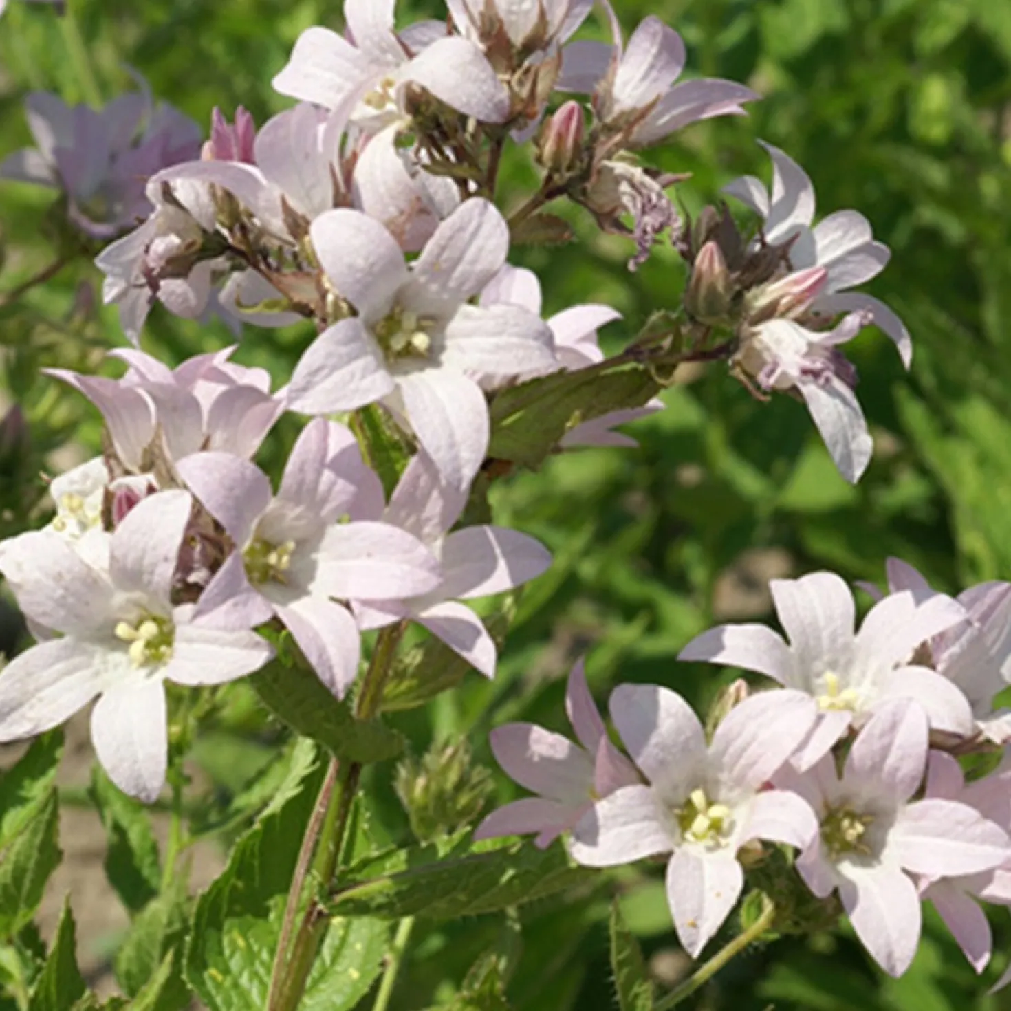 Dolden-Glockenblume Loddon Anna - Zartrosa Blütenwolke im Beet