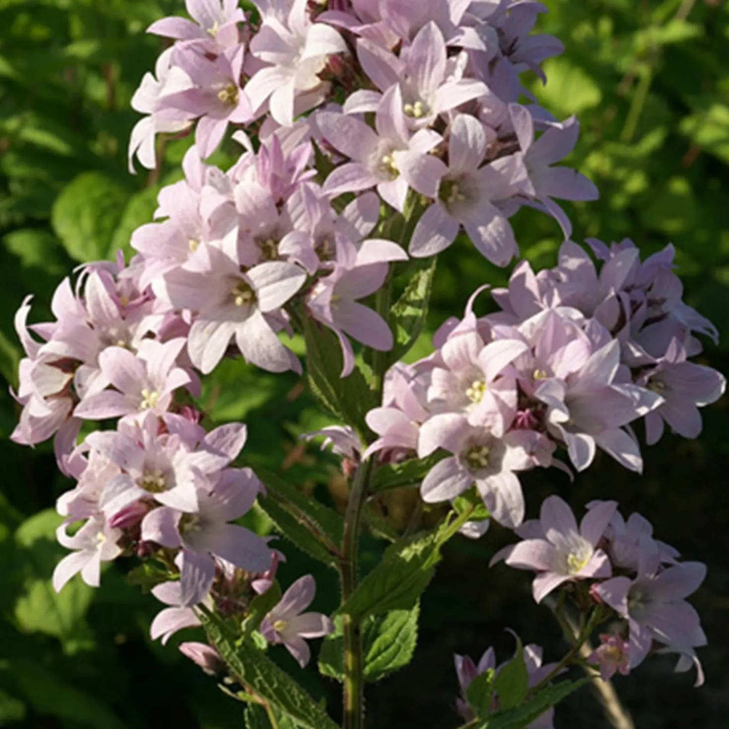 Dolden-Glockenblume Loddon Anna - Zartrosa Blütenwolke im Beet