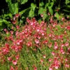 Doppelhörnchen Ruby Field - Rosa Blütenteppich sofort